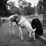 Headless Horseman reenactor at rest in Sleepy Hollow Cemetery